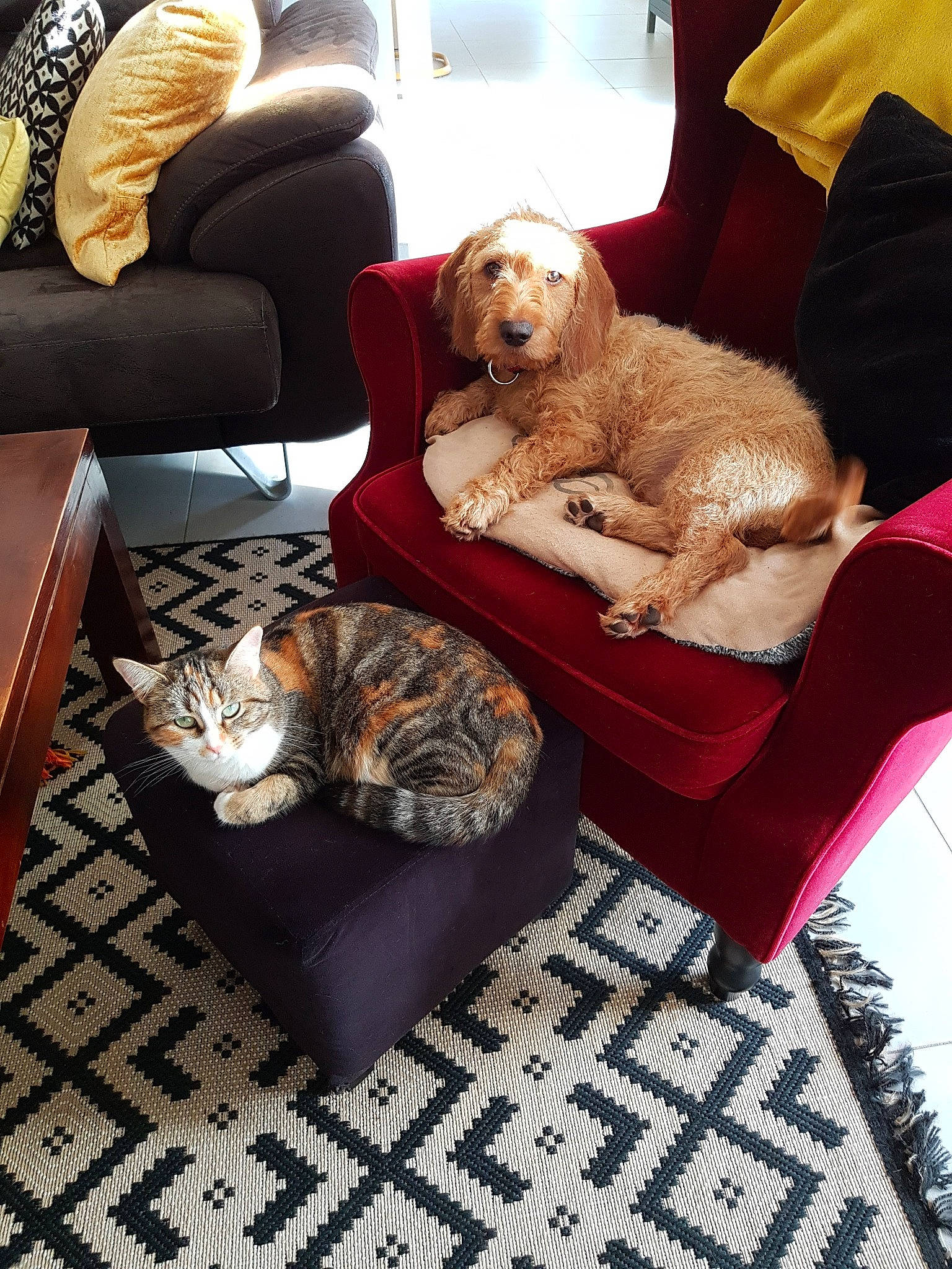 Raymond a rejoint le concours — aidez-le/la à gagner de superbes lots ! armrest, carnivore, cat, comfort, companion_dog, couch, dog, dog_supply, felidae, flooring, fur, linens, living_room, mammal, pet_supply, room, small_to_medium_sized_cats, studio_couch, vertebrate, whiskers