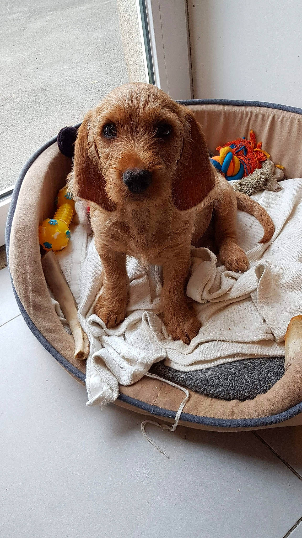 Raymond participe au concours pour gagner de l'argent avec cette photo : canidae, carnivore, circle, comfort, companion_dog, dog, dog_bed, dog_breed, dog_supply, fawn, fur, linens, liver, pet_supply, puppy, sporting_group, toy_dog, wood, working_animal