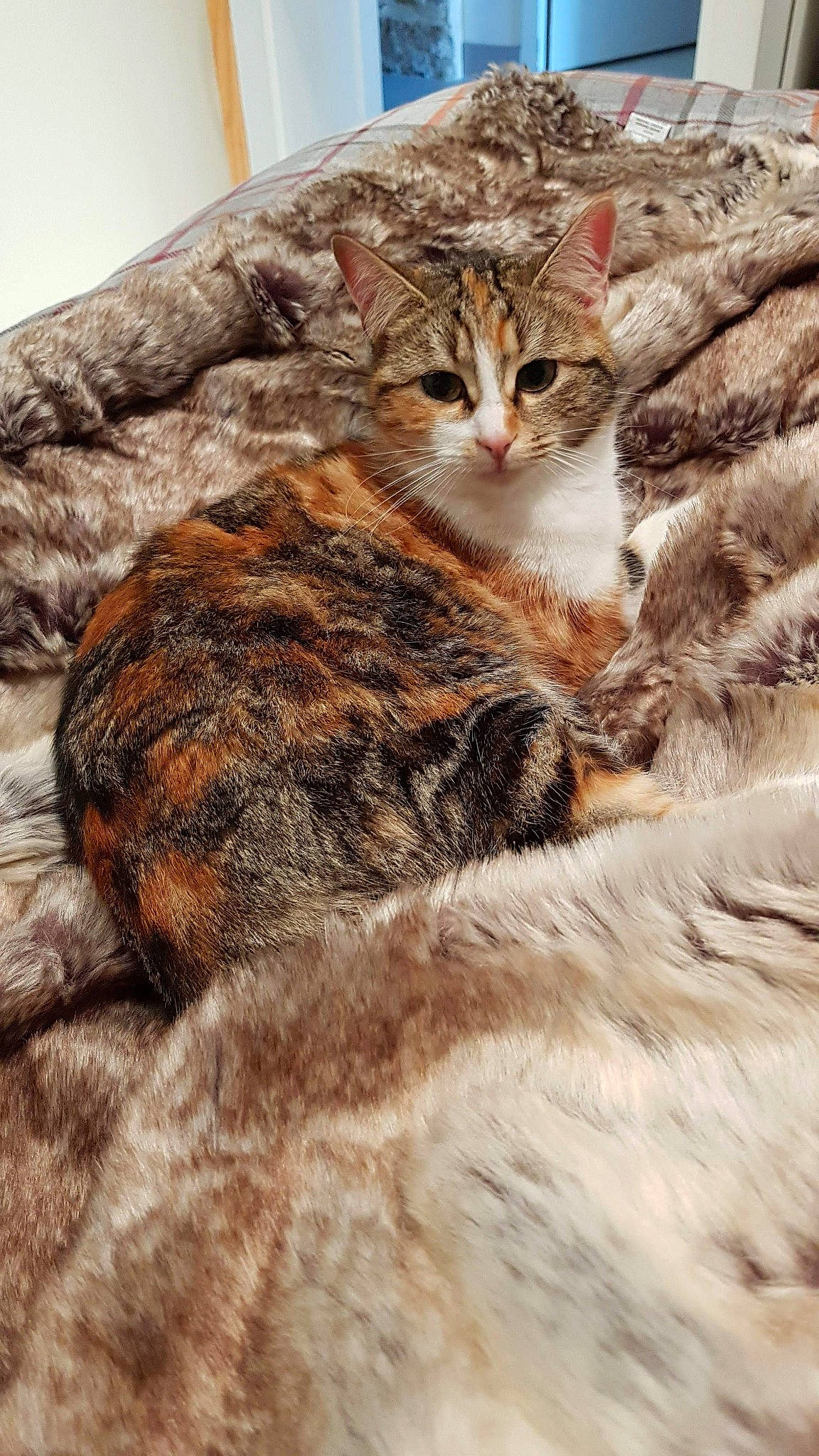 Peach a rejoint le concours — aidez-le/la à gagner de superbes lots ! carnivore, cat, claw, comfort, domestic_short_haired_cat, fawn, felidae, fur, paw, small_to_medium_sized_cats, snout, tail, terrestrial_animal, whiskers, wildlife