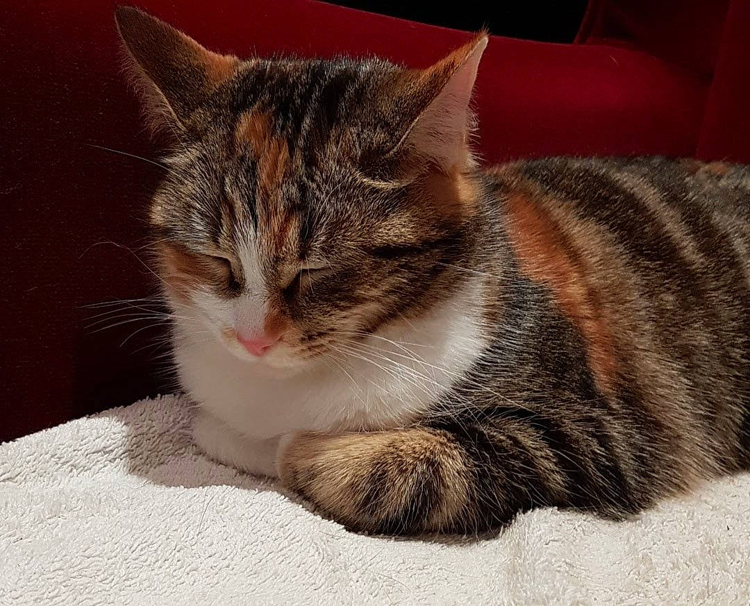 Peach participe au concours pour gagner de l'argent avec cette photo : carnivore, cat, claw, comfort, domestic_short_haired_cat, eye, felidae, foot, fur, head, paw, sitting, small_to_medium_sized_cats, snout, tail, terrestrial_animal, whiskers, window