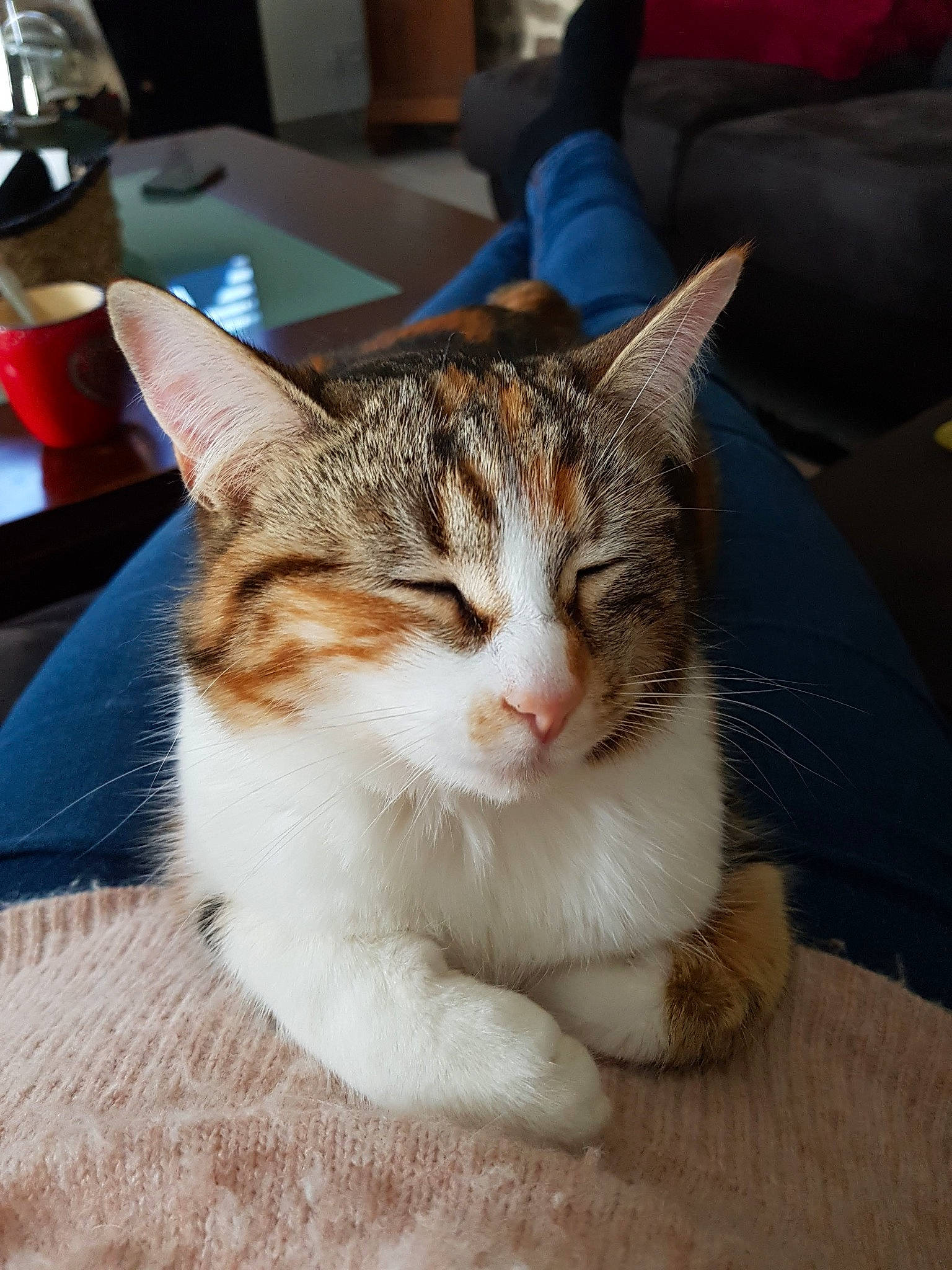 Peach participe au concours pour gagner de l'argent avec cette photo : carnivore, cat, claw, comfort, couch, domestic_short_haired_cat, felidae, fur, goggles, kitchen_appliance, mobile_phone, paw, sleeper_chair, small_to_medium_sized_cats, snout, tableware, tail, whiskers, window, wine_glass