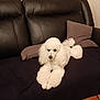 dog, poodle, white, fluffy, pet, indoor, couch, leather, pillow, fur, animal, relaxed, home, furniture, resting, companion, cute, canine, mammal, domestic