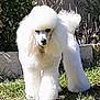 dog, poodle, white_fur, groomed, grass, outdoor, sunlight, pet, animal, canine, walking, garden, plants, fluffy, cute, portrait, nature, summer, well_groomed, furry