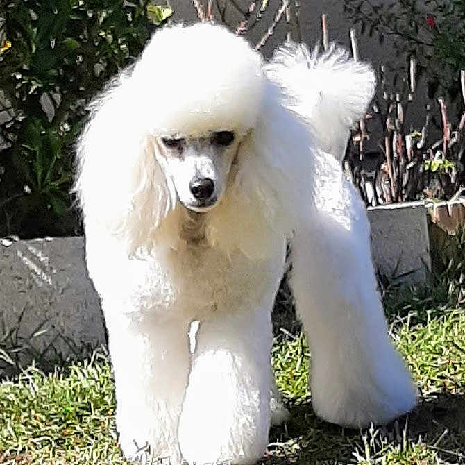Ocaïne a rejoint le concours — aidez-le/la à gagner de superbes lots ! animal, canine, cute, dog, fluffy, furry, garden, grass, groomed, nature, outdoor, pet, plants, poodle, portrait, summer, sunlight, walking, well_groomed, white_fur