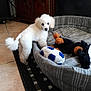 puppy, dog, white_poodle, dog_bed, plush_toys, soccer_ball_toy, stuffed_animal, tile_floor, rug, indoor, furniture, wooden_cabinet, pet, cute, fluffy, small_dog, animal, home, pet_bed, toy