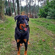 Opium participe au concours pour gagner de l'argent avec cette photo : dog, rottweiler, animal, pet, grass, forest, trees, outdoor, nature, canine, mammal, collar, tongue_out, standing, greenery, path, daylight, happy, ears, snout