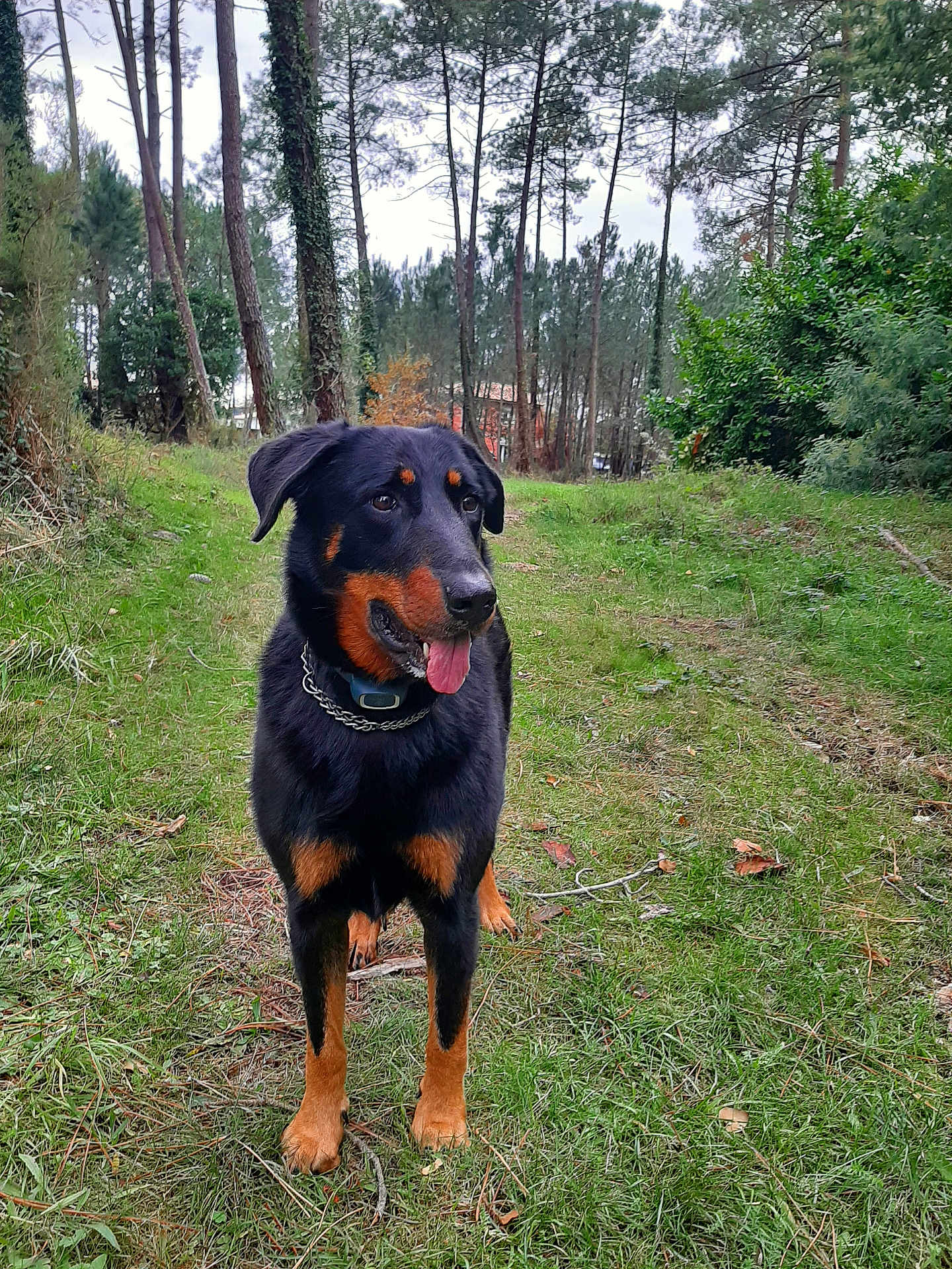 Opium participe au concours pour gagner de l'argent avec cette photo : dog, rottweiler, animal, pet, grass, forest, trees, outdoor, nature, canine, mammal, collar, tongue_out, standing, greenery, path, daylight, happy, ears, snout
