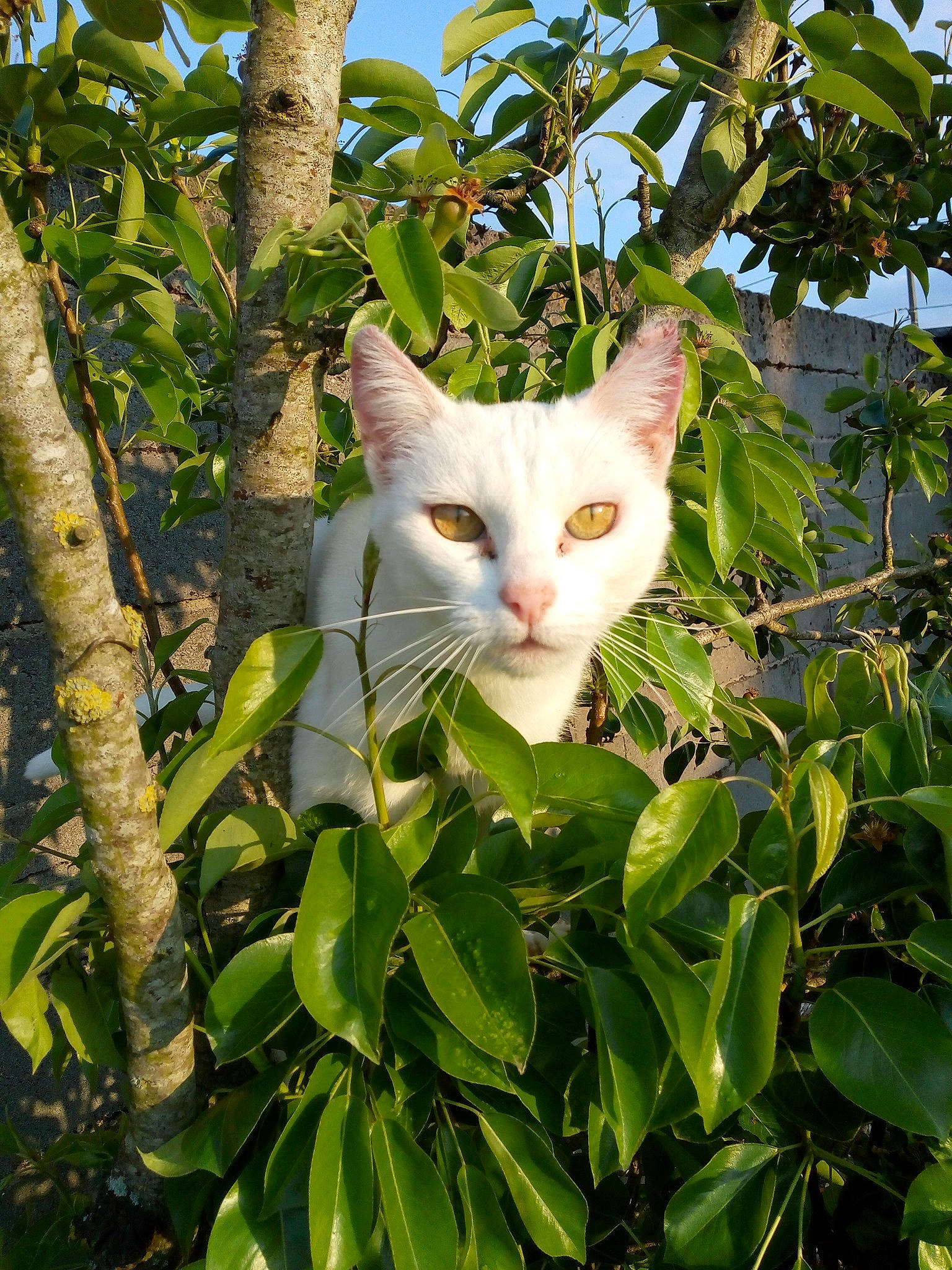 Chipie participe au concours pour gagner de l'argent avec cette photo : aegean_cat, botany, branch, carnivore, cat, eye, fawn, felidae, flower, green, khao_manee, kitten, leaf, plant, small_to_medium_sized_cats, tree, turkish_angora, turkish_van, whiskers