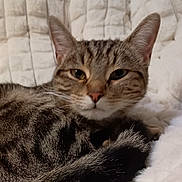 Miso joined the competition — help win amazing prizes! animal, blanket, cat, closeup, comfort, cozy, cute, ears, face, feline, fur, indoor, pet, relaxed, resting, sleepy, soft, tabby, tail, whiskers