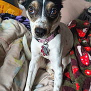 Oswin is registered to the contest to win money with this photo: animal, bed, black_fur, blanket, brown_eyes, collar, cozy, cute, dog, ears, fur, indoor, looking, pet, pillow, pink_collar, resting, sitting, small_dog, white_fur