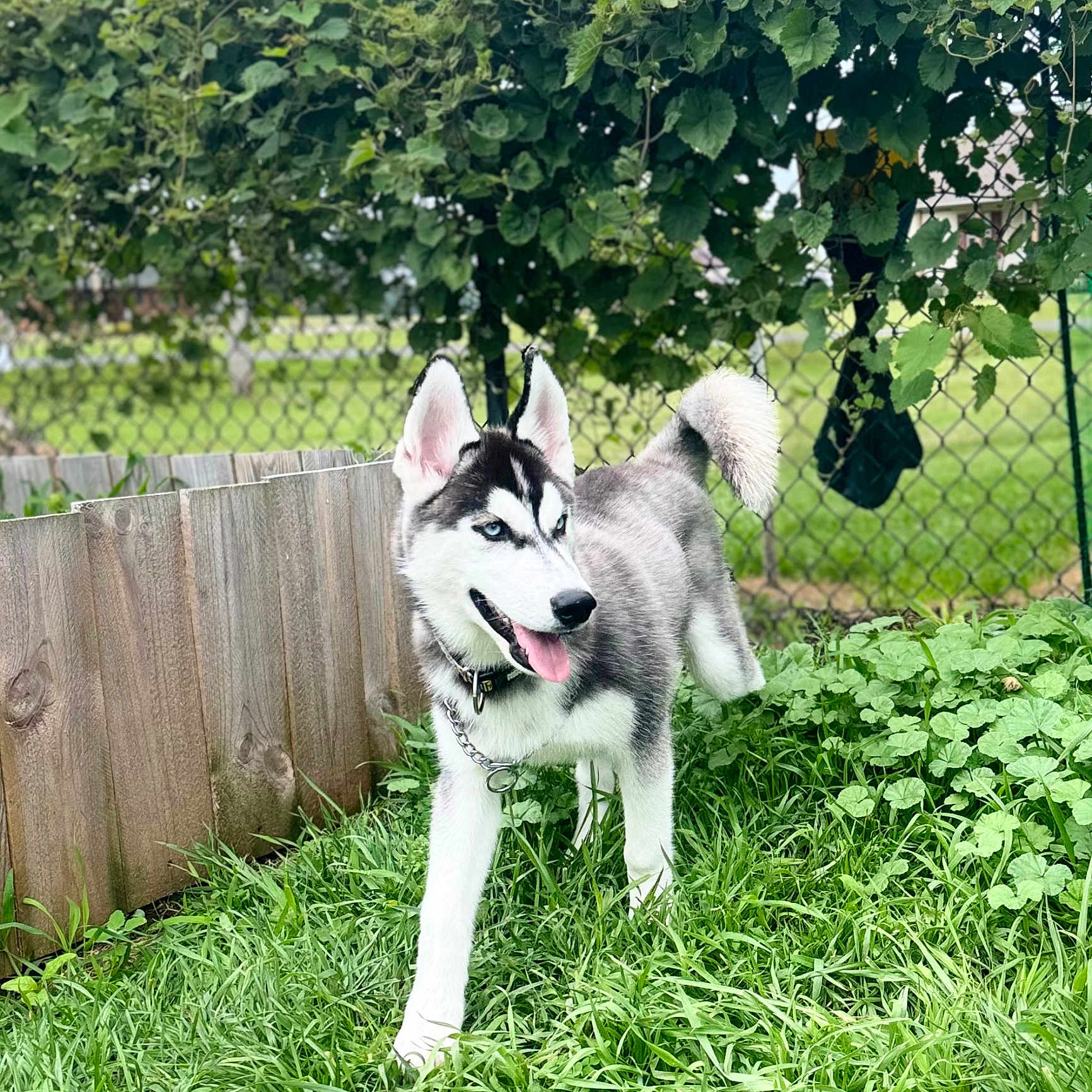 Jett is registered to the contest to win money with this photo: animal, backyard, canine, dog, fence, grass, green, herbal, herbs, husky, indoors, interiordesign, nature, outdoors, pet, plant, pottedplant, puppy, vegetation, yard