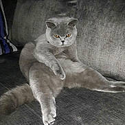 Selby a rejoint le concours — aidez-le/la à gagner de superbes lots ! cat, gray_cat, sitting, couch, indoor, pet, feline, animal, fur, tail, ears, whiskers, yellow_eyes, home, relaxed, seated, domestic_cat, looking, mammal, cozy