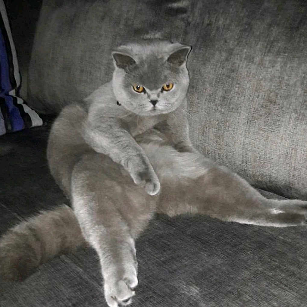 Selby a rejoint le concours — aidez-le/la à gagner de superbes lots ! animal, cat, couch, cozy, domestic_cat, ears, feline, fur, gray_cat, home, indoor, looking, mammal, pet, relaxed, seated, sitting, tail, whiskers, yellow_eyes