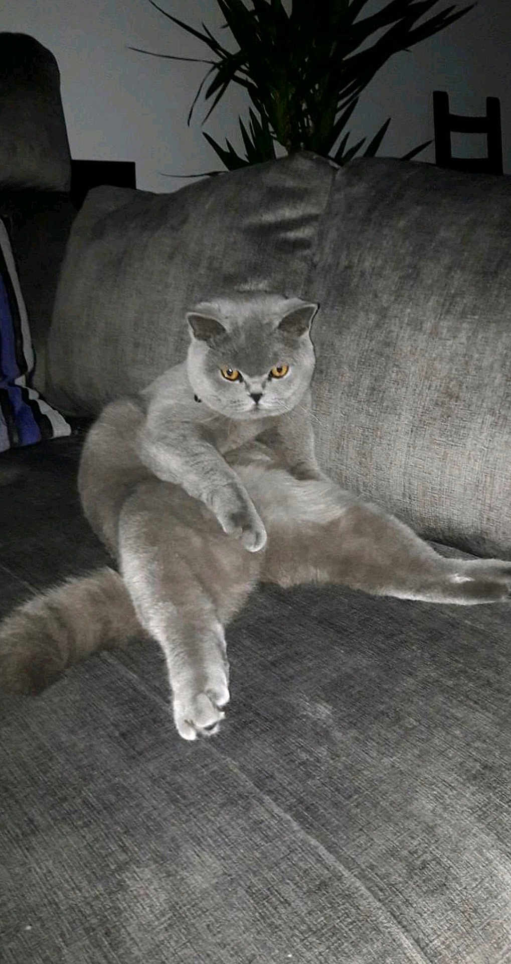 Selby a rejoint le concours — aidez-le/la à gagner de superbes lots ! cat, gray_cat, sitting, couch, indoor, pet, feline, animal, fur, tail, ears, whiskers, yellow_eyes, home, relaxed, seated, domestic_cat, looking, mammal, cozy