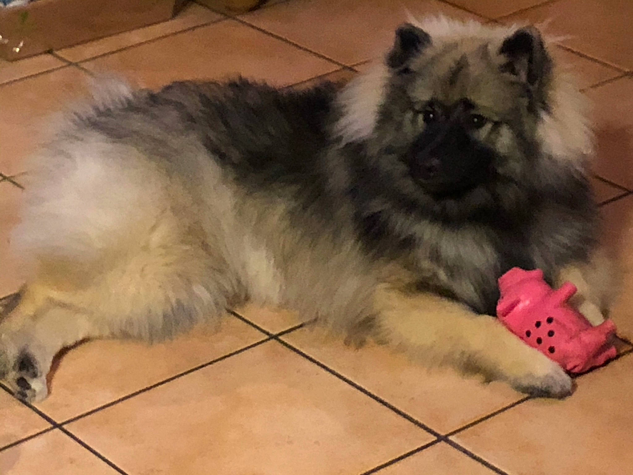 Aby participe au concours pour gagner de l'argent avec cette photo : canidae, carnivore, companion_dog, dog, dog_breed, fawn, flooring, fur, german_spitz, german_spitz_klein, grey, keeshond, paw, pet_supply, snout, sporting_group, tail, terrestrial_animal, whiskers, working_animal
