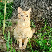 Dinky joined the competition — help win amazing prizes! animal, cat, cute, domestic_cat, ears, fur, garden, ginger_cat, greenery, ground, looking, mammal, nature, outdoor, pet, plants, serious, sitting, tree, whiskers