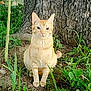 animal, cat, cute, domestic_cat, ears, fur, garden, ginger_cat, greenery, ground, looking, mammal, nature, outdoor, pet, plants, serious, sitting, tree, whiskers