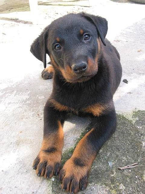 Farouk a rejoint le concours — aidez-le/la à gagner de superbes lots ! austrian_black_and_tan_hound, beauceron, black_and_tan_terrier, canidae, carnivore, dog, dog_breed, hellenikos_ichnilatis, huntaway, hunting_dog, jagdterrier, lithuanian_hound, mammal, montenegrin_mountain_hound, puppy, rottweiler, snout, street_dog, transylvanian_hound, vertebrate