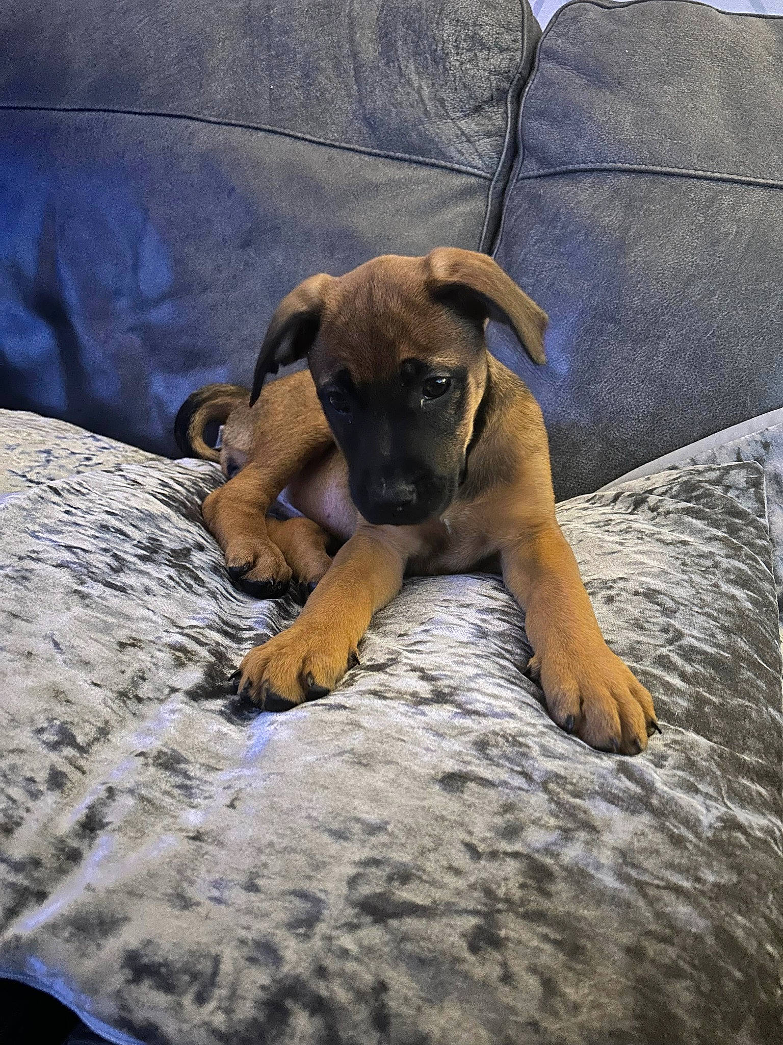 Sage is registered to the contest to win money with this photo: canidae, carnivore, comfort, companion_dog, dog, dog_breed, fawn, flooring, guard_dog, hardwood, linens, snout, sporting_group, terrestrial_animal, wood, working_animal, working_dog