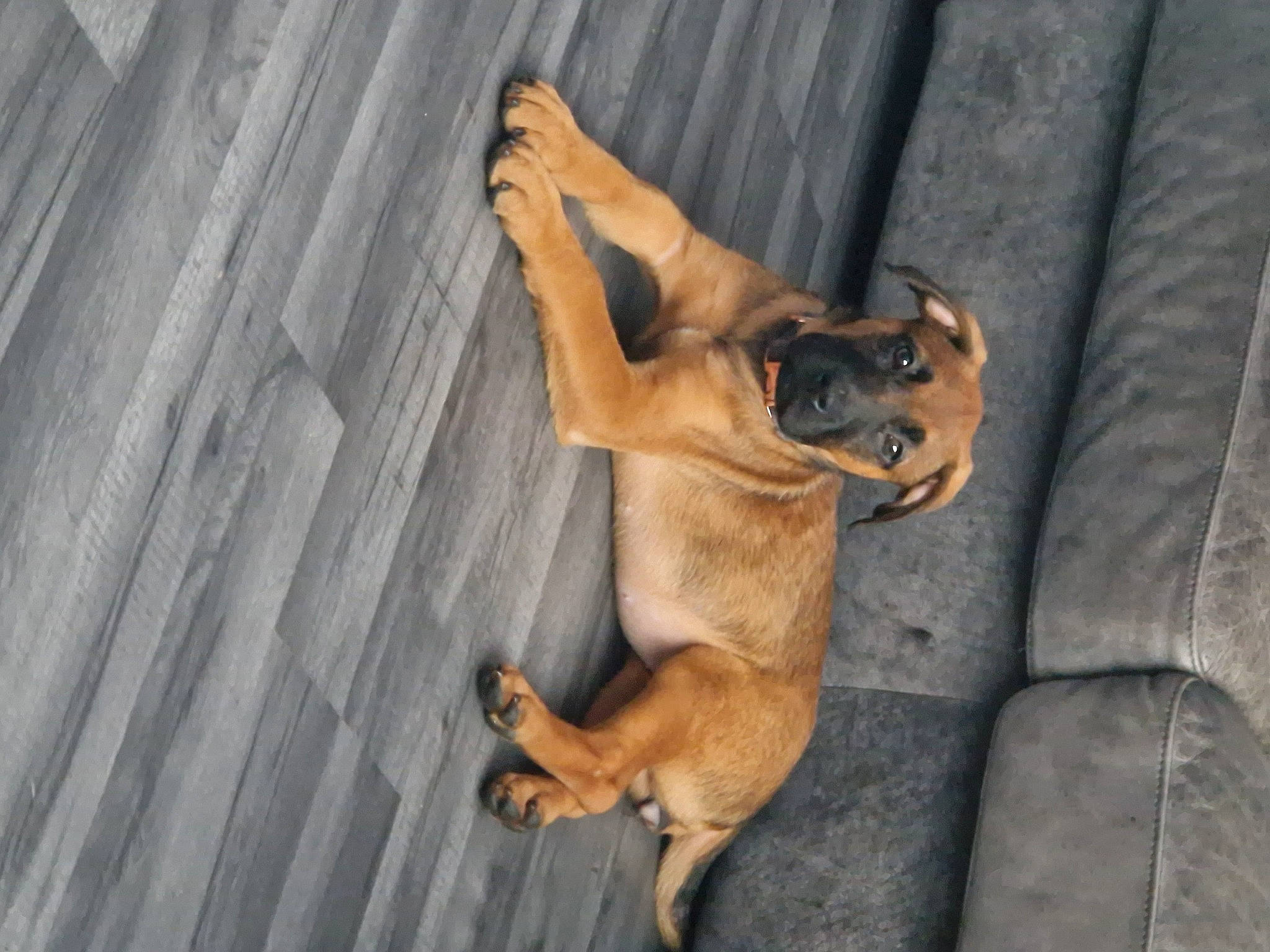 Sage joined the competition — help win amazing prizes! ancient_dog_breeds, canidae, carnivore, companion_dog, dog, dog_breed, dog_supply, fawn, liver, non_sporting_group, paw, snout, sporting_group, tail, terrestrial_animal, wildlife, wood, working_dog