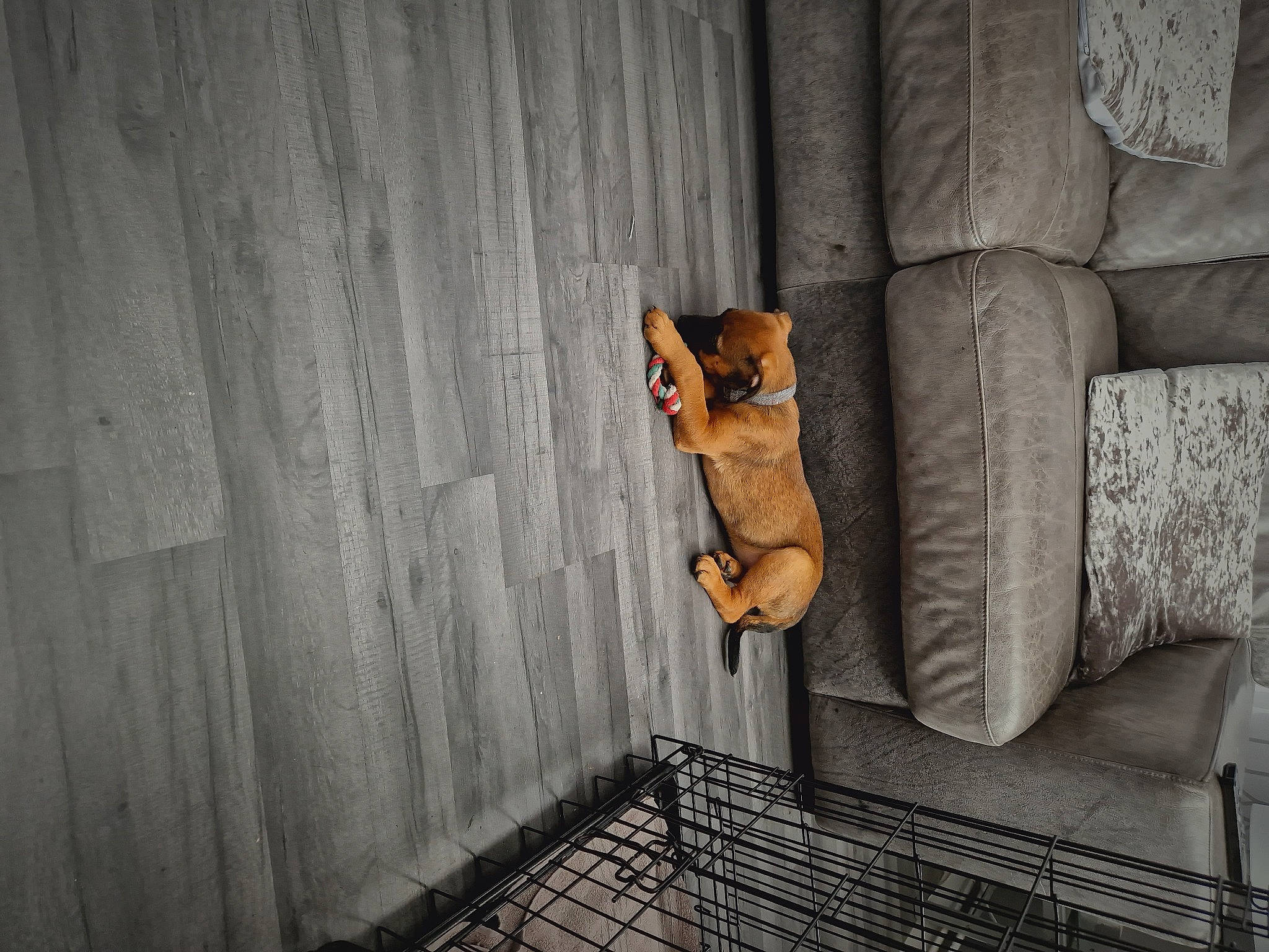 Sage joined the competition — help win amazing prizes! brick, carnivore, comfort, companion_dog, couch, dog, door, fawn, floor, flooring, fur, grey, hardwood, metal, pet_supply, room, tail, tints_and_shades, toy, wood