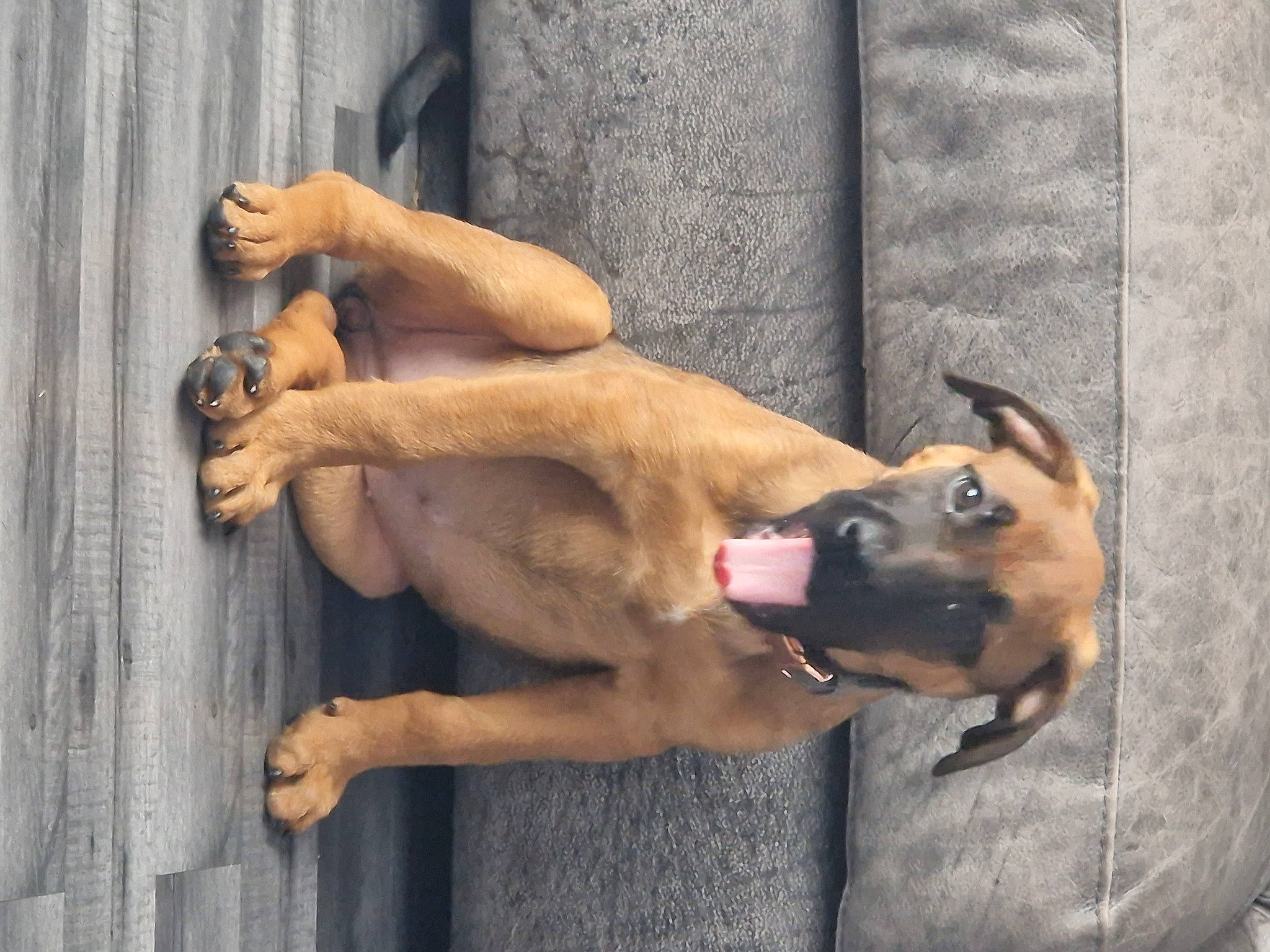 Sage joined the competition — help win amazing prizes! ancient_dog_breeds, biting, carnivore, companion_dog, dog, dog_breed, fawn, foot, human_leg, snout, sporting_group, tail, terrestrial_animal, thigh, working_dog