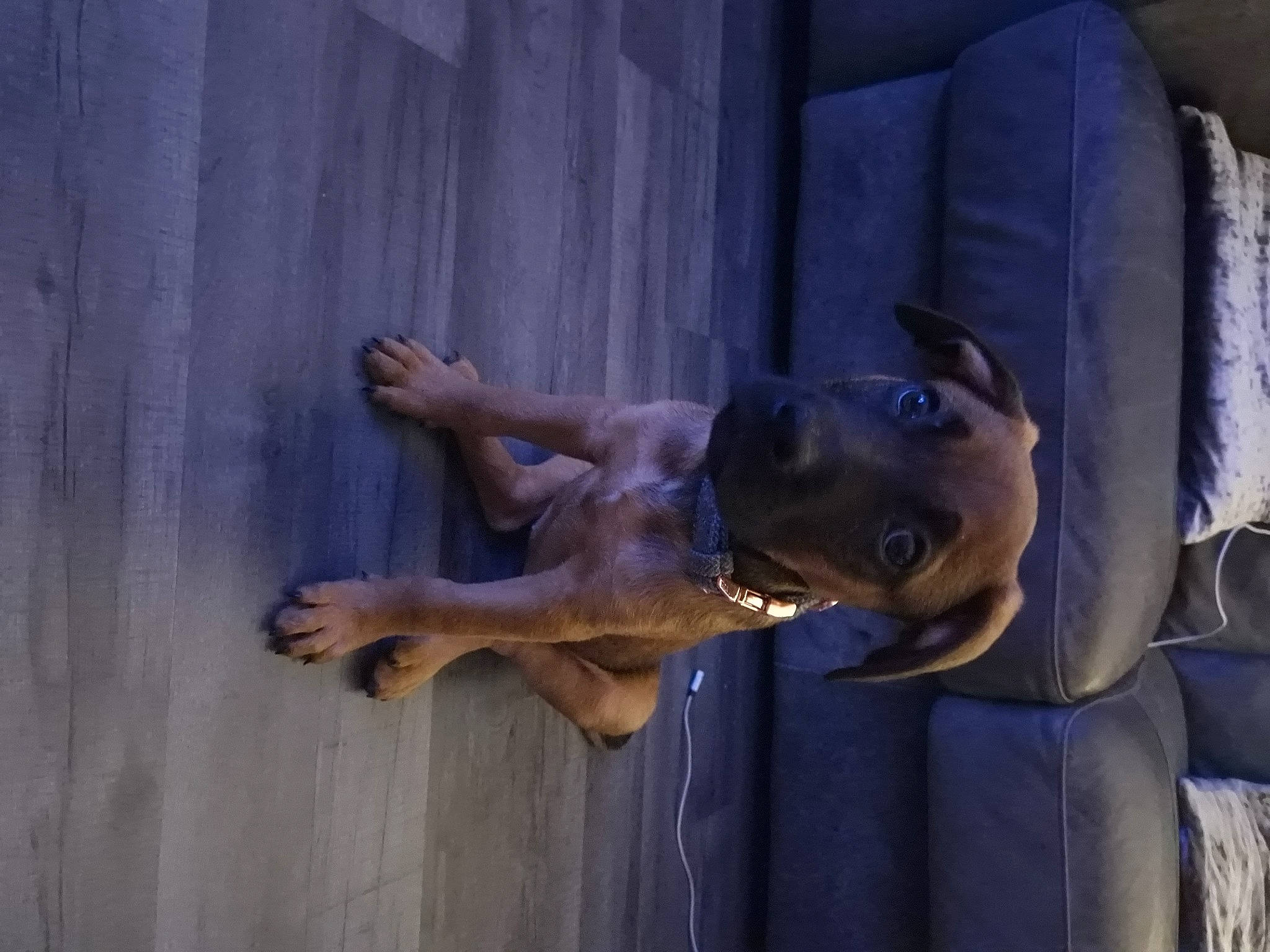 Sage joined the competition — help win amazing prizes! ancient_dog_breeds, art, canidae, carnivore, companion_dog, dog, dog_breed, door, door_handle, fawn, grey, guard_dog, liver, non_sporting_group, snout, sporting_group, tail, wood, working_animal, working_dog