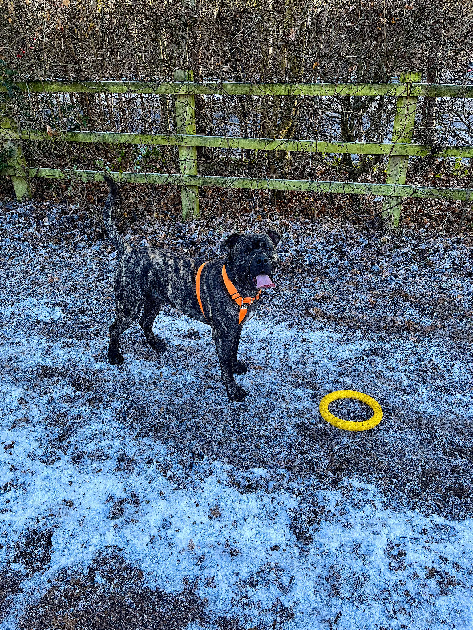 Buddy is registered to the contest to win money with this photo: ball, canidae, carnivore, circle, companion_dog, dog, dog_breed, fence, freezing, grass, guard_dog, gun_dog, plant, snow, soil, sporting_group, tail, water, water_dog, winter