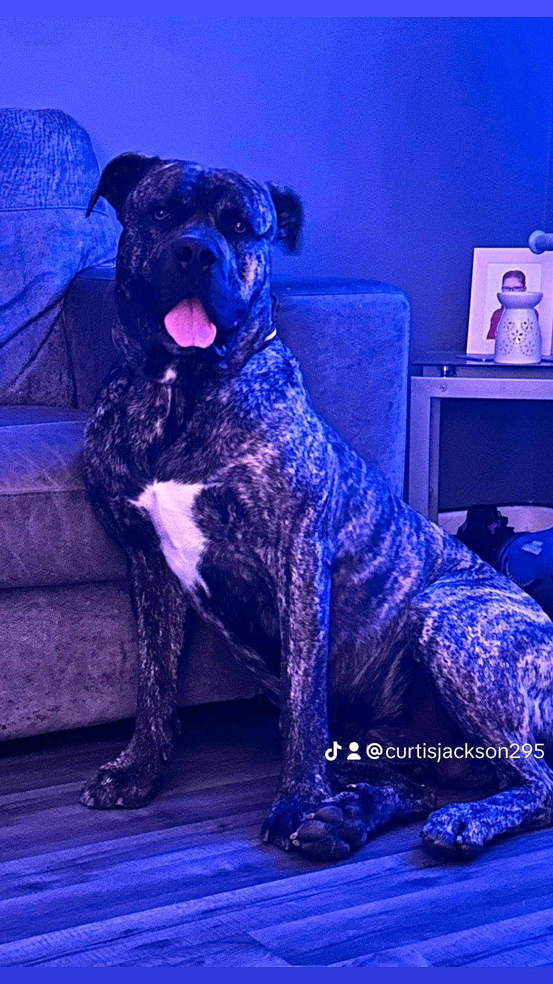 Buddy joined the competition — help win amazing prizes! art, big_cats, blue, canidae, carnivore, companion_dog, dog, dog_breed, electric_blue, fawn, fur, magenta, purple, snout, sporting_group, terrestrial_animal, toy_dog, violet, visual_arts, working_animal