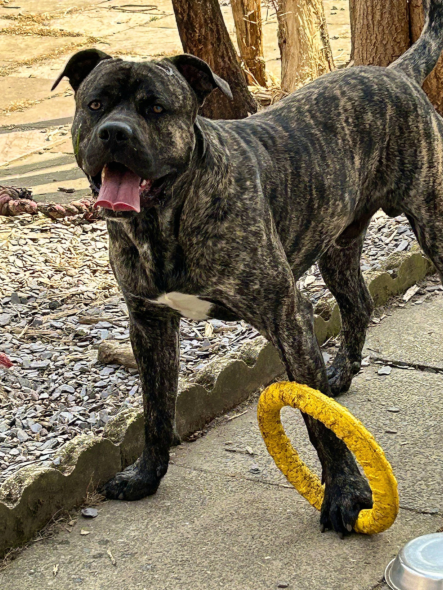 Buddy joined the competition — help win amazing prizes! ancient_dog_breeds, carnivore, collar, companion_dog, dog, dog_breed, fawn, giant_dog_breed, guard_dog, molosser, non_sporting_group, snout, sporting_group, tail, terrestrial_animal, treeing_tennessee_brindle, working_animal, working_dog, wrinkle