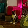 cat, calico_cat, indoor, wooden_floor, pink_cube, cat_cutout, scratching_pad, chair, red_chair, green_blanket, furniture, pet, animal, cozy, lighting, home, floor, calm, sitting, domestic
