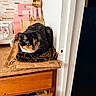 Croia joined the competition — help win amazing prizes! alert, animal, blanket, calico_cat, cardboard_box, cat, countertop, cutting_boards, doorway, drawer, feline, indoors, kitchen, leopard_print, pet, pink_utensils, portrait, sitting, wall, wooden_cabinet