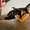cat, tortoiseshell, sleeping, couch, indoor, pet, feline, closeup, cozy, resting, fur, whiskers, relaxation, home, domestic_animal, animal, texture, paw_prints, wall_art, soft_lighting