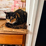 Croia joined the competition — help win amazing prizes! animal, cabinet, calico_cat, cat, cloth, cookware, cutting_boards, ears, fur, home_decor, indoors, kitchen, leopard_print, open_drawer, pet, portrait, tortoiseshell, utensils, whiskers, wooden_furniture