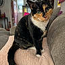 Croia is registered to the contest to win money with this photo: blanket, calico_cat, cat, close_up, couch, cozy, curious, domestic_animal, feline, furniture, green_eyes, home, indoor, living_room, pet, relaxed, sitting, soft_texture, tail, whiskers