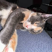 Sofia is registered to the contest to win money with this photo: cat, calico, sleeping, paw, fur, whiskers, closeup, indoor, relaxing, pet, animal, cute, resting, soft, cozy, mammal, feline, domestic, tabby, pink_nose