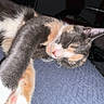 Sofia is registered to the contest to win money with this photo: animal, calico, cat, closeup, cozy, cute, domestic, feline, fur, indoor, mammal, paw, pet, pink_nose, relaxing, resting, sleeping, soft, tabby, whiskers