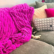 Sofia joined the competition — help win amazing prizes! animal, blanket, calico_cat, cat, comfort, couch, cozy, decorative_pillows, furniture, home, indoor, living_room, pet, pillows, pink_blanket, relaxation, resting, sheep_pattern, sleeping_cat, soft_texture