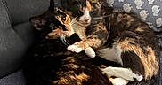 Sofia is registered to the contest to win money with this photo: cat, calico_cat, pets, feline, couch, pillow, sheep_pattern, snuggling, cozy, fur, indoor, resting, cute, animal, two_cats, close_up, relaxing, domestic_cat, companion, home
