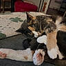 Sofia is registered to the contest to win money with this photo: animal, blanket, calico, cat, couch, cozy, cute, fur, furniture, home, indoor, paw_pads, pet, pink_paw, relaxed, resting, sleeping, soft_lighting, tail, whiskers