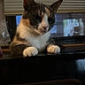 Sofia is registered to the contest to win money with this photo: cat, feline, pet, animal, curious, indoor, window, blinds, paws, fur, whiskers, face, ears, closeup, looking, domestic, mammal, table, reflection, cozy