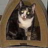 Sofia is registered to the contest to win money with this photo: cat, calico_cat, pet_bed, indoor, animal, feline, meowing, cozy, carpet, pink_carpet, wall, heater_vent, flash, glowing_eyes, triangular_bed, cute, domestic_animal, fur, resting, small_pet