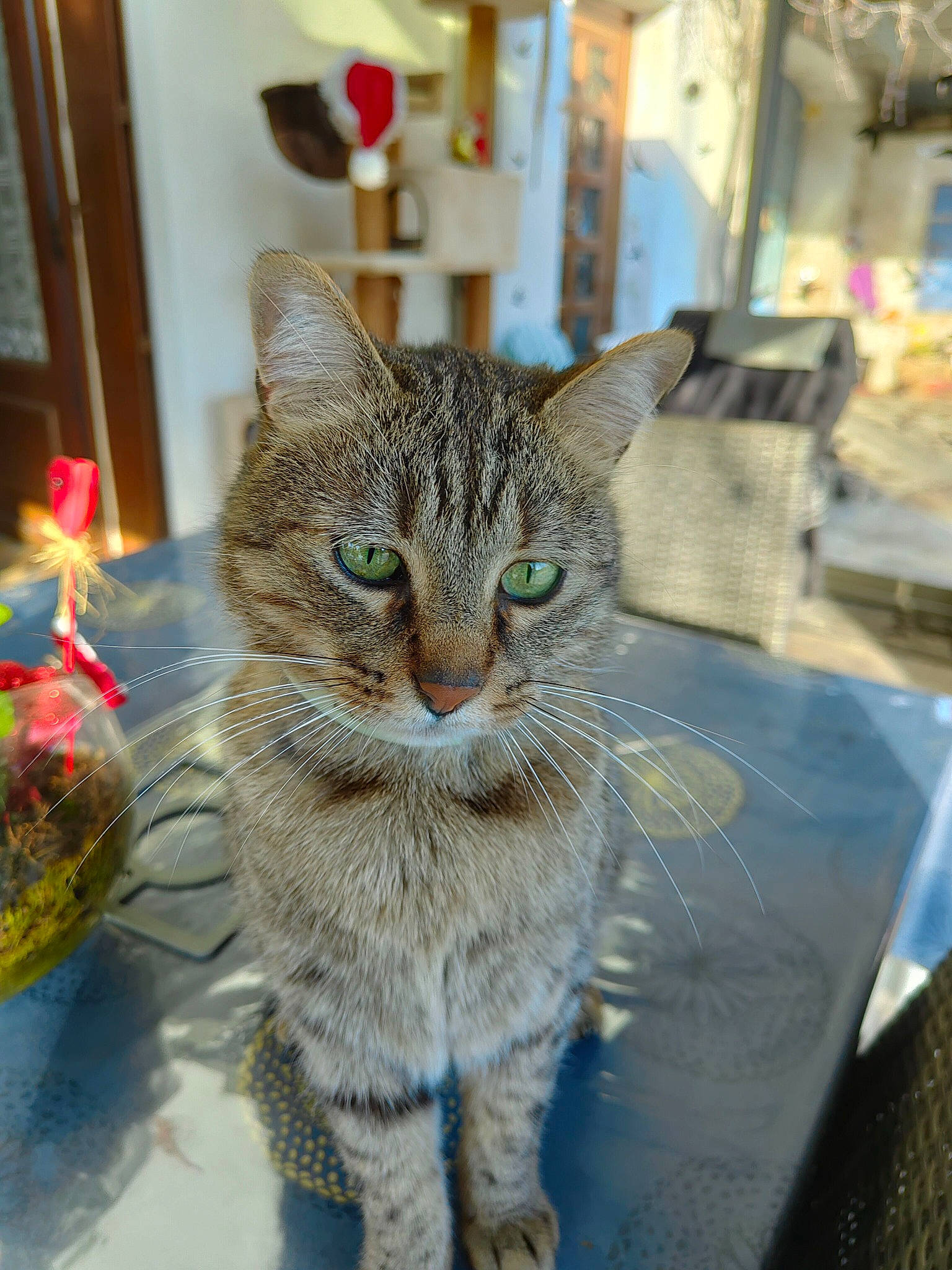 Moustache a rejoint le concours — aidez-le/la à gagner de superbes lots ! carnivore, cat, claw, domestic_short_haired_cat, felidae, fur, paw, sitting, small_to_medium_sized_cats, snout, tail, terrestrial_animal, whiskers, wildlife, window