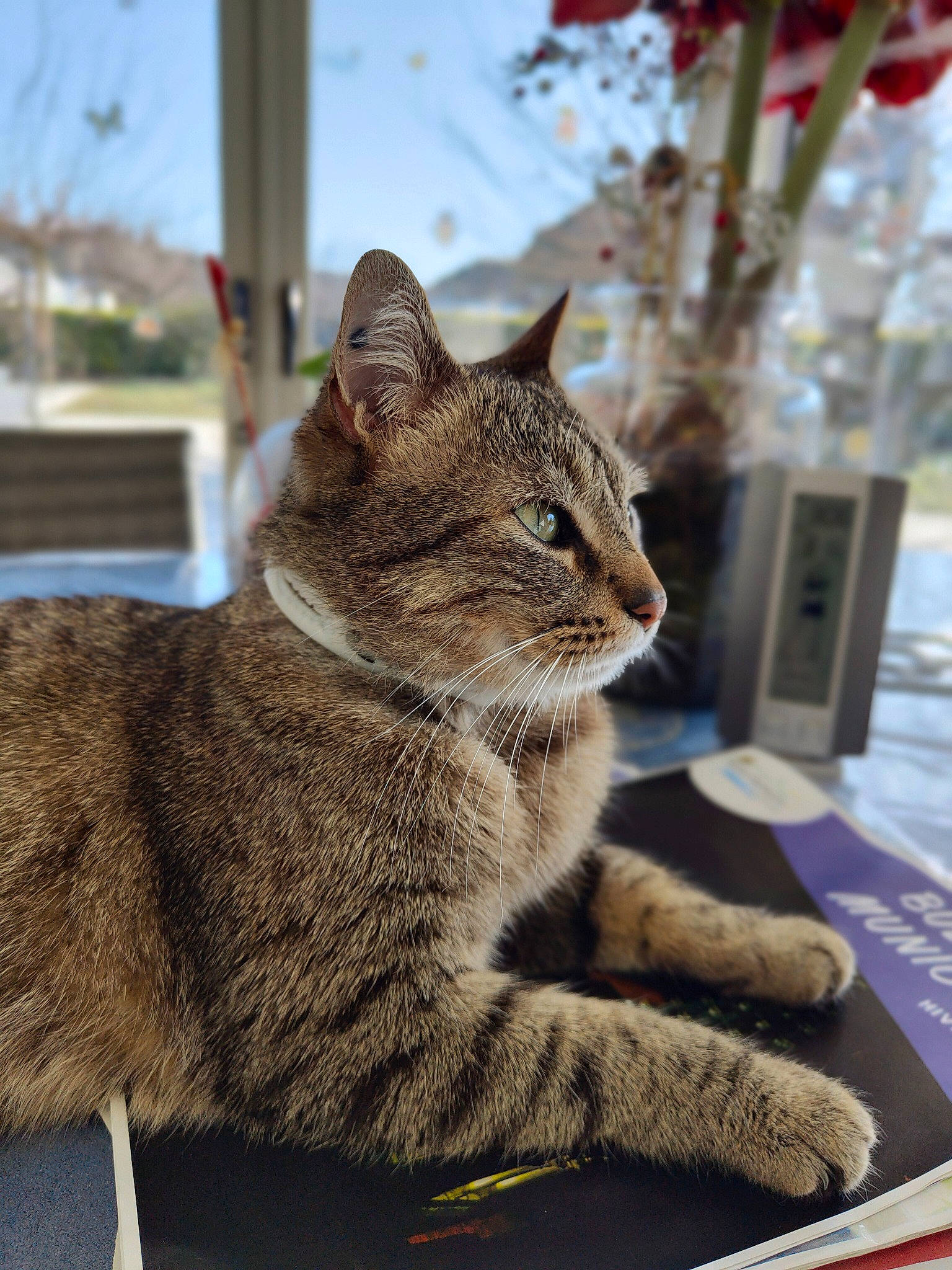 Moustache participe au concours pour gagner de l'argent avec cette photo : bobcat, carnivore, cat, claw, domestic_short_haired_cat, felidae, fur, paw, plant, sitting, sky, small_to_medium_sized_cats, snout, tail, terrestrial_animal, tree, twig, whiskers, wildlife, window