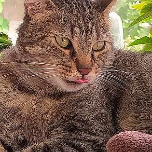 Moustache a rejoint le concours — aidez-le/la à gagner de superbes lots ! beauty, carnivore, cat, claw, close_up, domestic_short_haired_cat, felidae, fur, grass, paw, photo_caption, plant, small_to_medium_sized_cats, snout, terrestrial_animal, tree, whiskers, wildlife, window