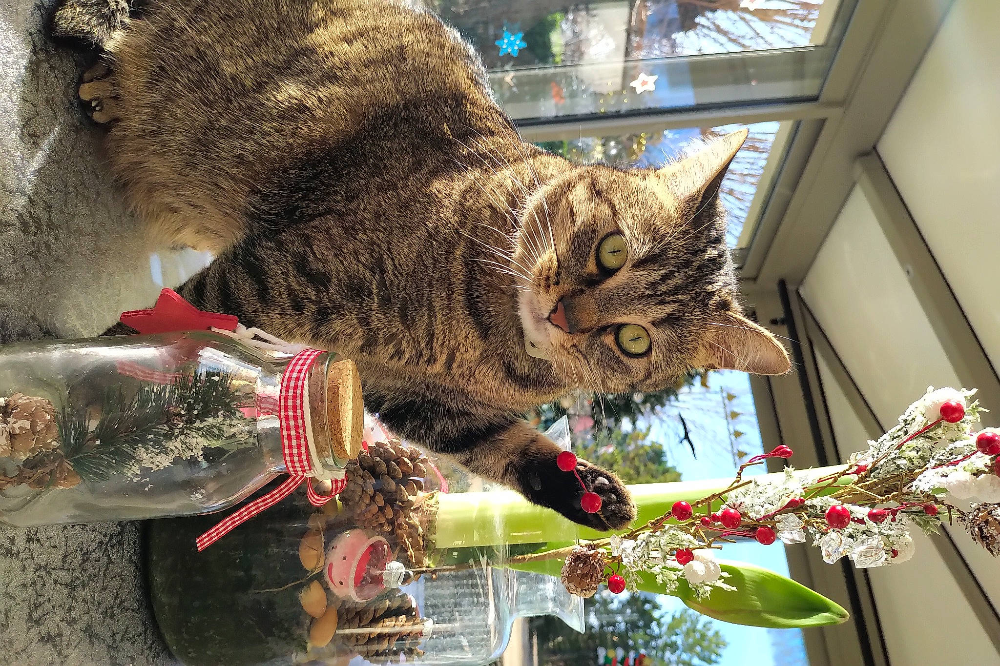 Moustache a rejoint le concours — aidez-le/la à gagner de superbes lots ! branch, carnivore, cat, christmas, claw, collar, domestic_short_haired_cat, felidae, flower, fur, plant, small_to_medium_sized_cats, snapshot, snout, tail, terrestrial_animal, tree, twig, whiskers, window