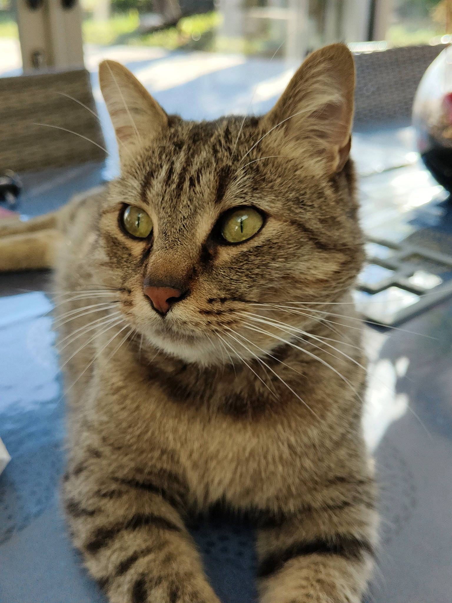 Moustache participe au concours pour gagner de l'argent avec cette photo : carnivore, cat, domestic_short_haired_cat, felidae, fur, small_to_medium_sized_cats, snout, terrestrial_animal, whiskers, window