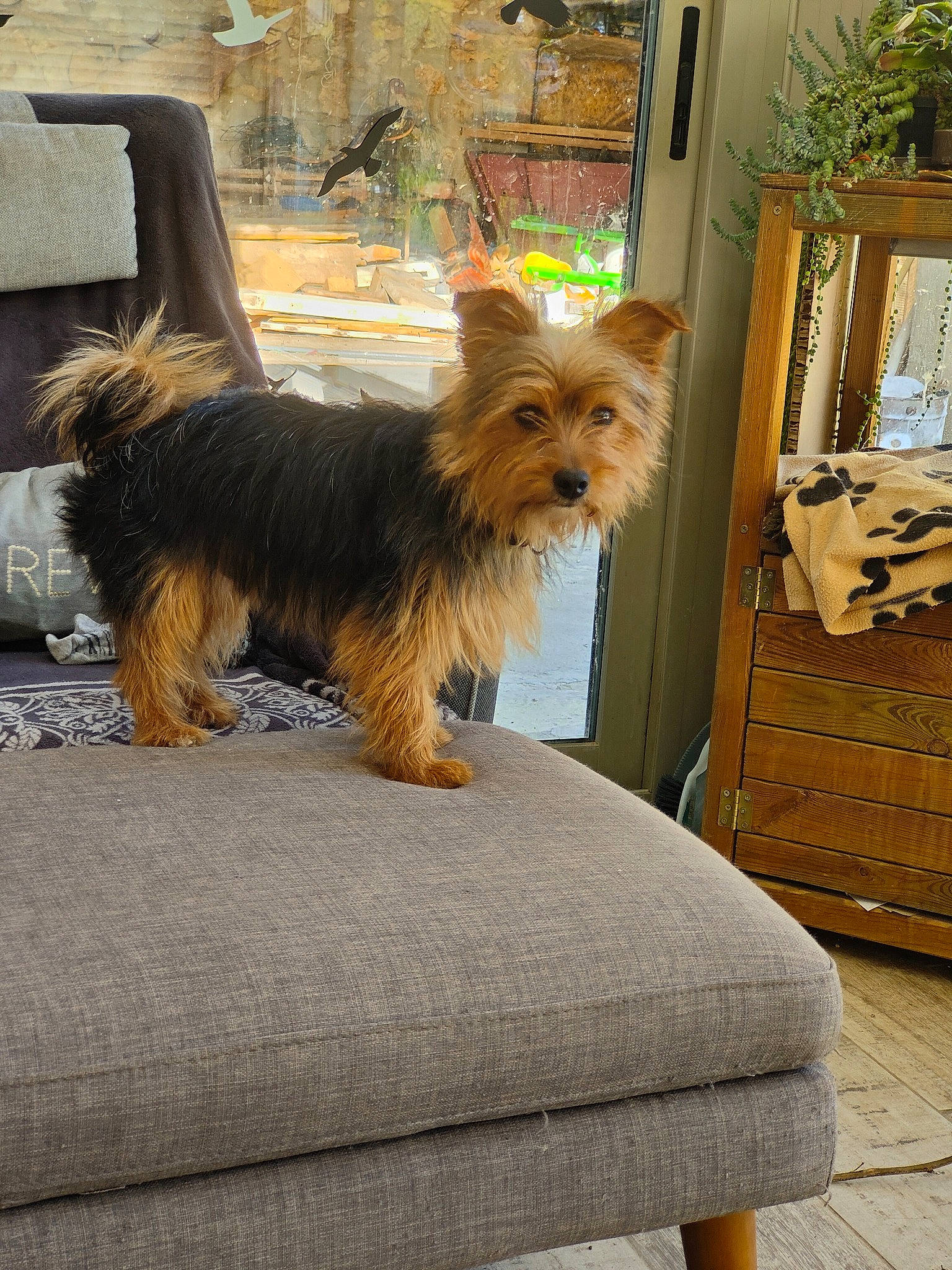 Louky participe au concours pour gagner de l'argent avec cette photo : biewer_terrier, carnivore, companion_dog, dog, dog_breed, dog_supply, fashion_accessory, fawn, flooring, fur, hardwood, liver, plant, small_terrier, terrier, toy_dog, wood, working_animal, yorkipoo, yorkshire_terrier