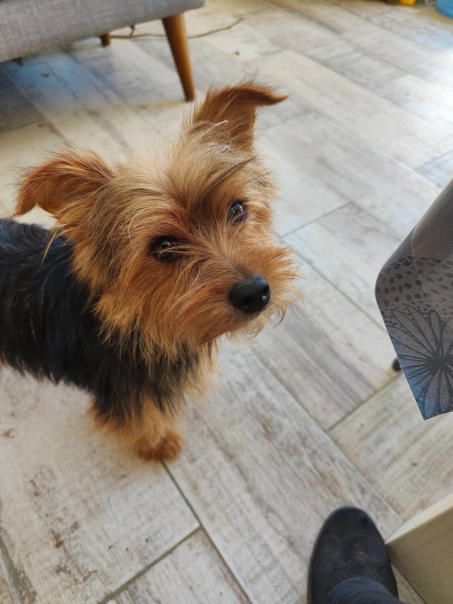 Louky a rejoint le concours — aidez-le/la à gagner de superbes lots ! biewer_terrier, canidae, carnivore, companion_dog, dog, dog_breed, dog_supply, fawn, floor, flooring, fur, hardwood, liver, small_terrier, snout, sporting_group, terrier, toy_dog, wood, working_animal