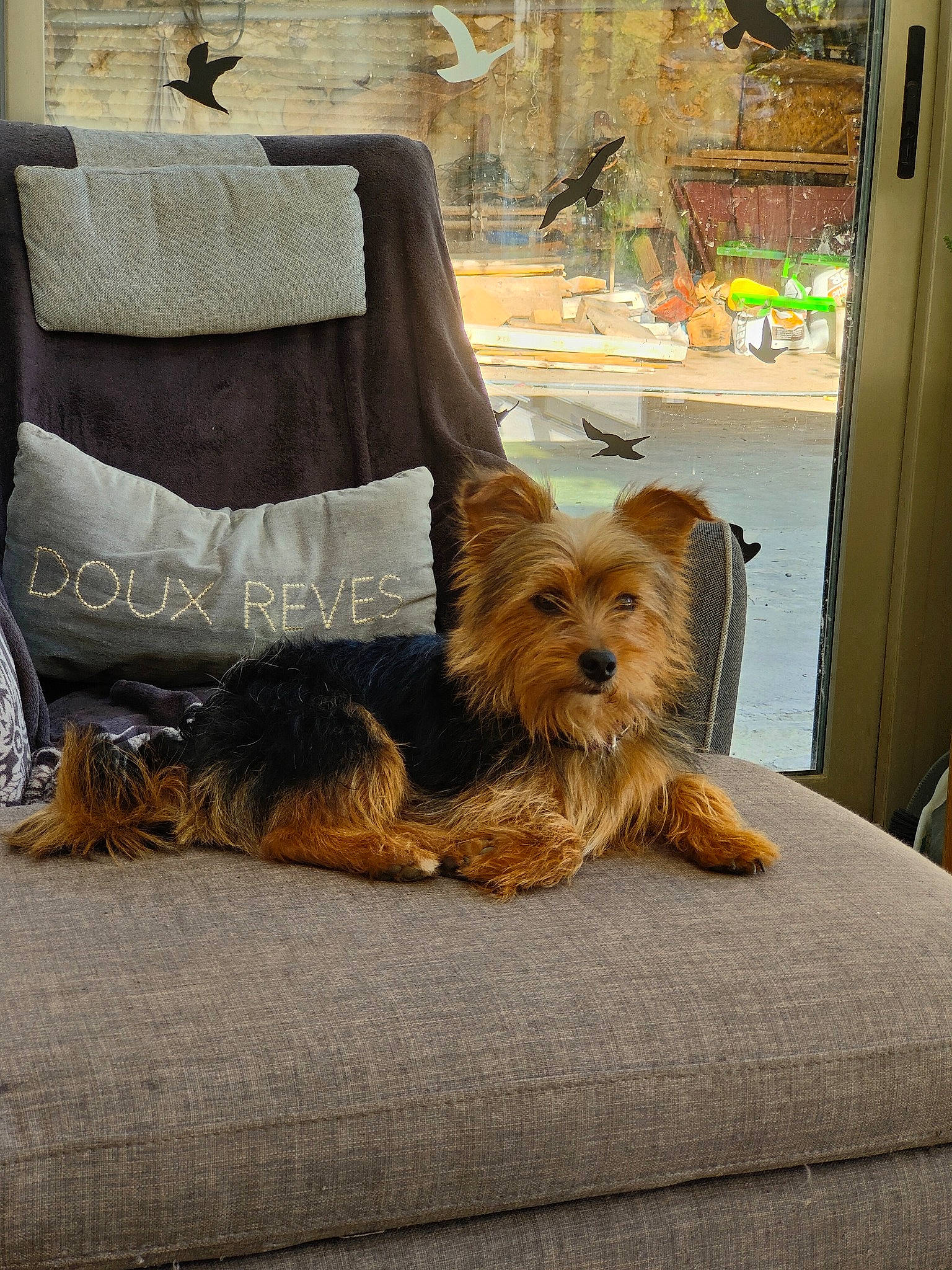 Louky participe au concours pour gagner de l'argent avec cette photo : biewer_terrier, canidae, carnivore, companion_dog, dog, dog_breed, dog_supply, door, fawn, flooring, fur, small_terrier, snout, sporting_group, terrier, toy_dog, working_animal, working_terrier, yorkipoo, yorkshire_terrier